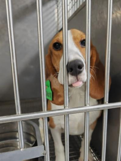 药物临床前研究实验室