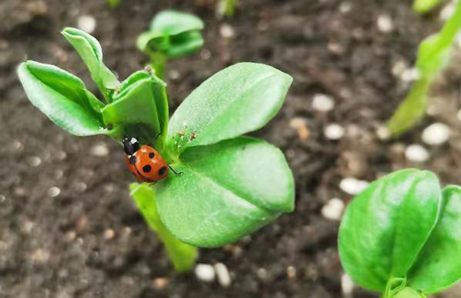 环境影响实验室
